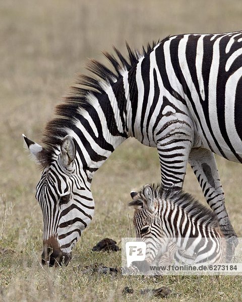 Ostafrika Fohlen Füllen Steppenzebra Equus quagga Afrika Stute Ngorongoro Crater Tansania Zebra equus burchelli Zebra