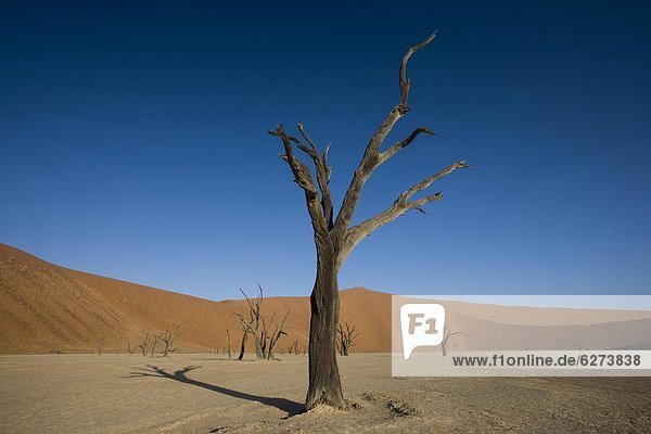 Namibia Namib Afrika Dead Vlei Sossusvlei