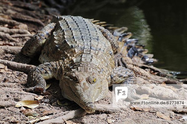 Leistenkrokodil  Crocodylus porosus  Pazifischer Ozean  Pazifik  Stiller Ozean  Großer Ozean  Australien  Northern Territory