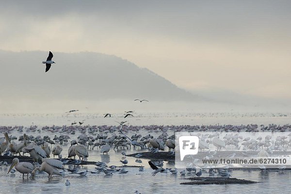Lake Nakuru Nationalpark  Kenia  Ostafrika  Afrika