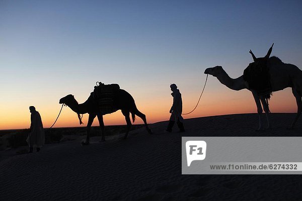Nordafrika  fahren  Wüste  Sahara  Afrika  Kamel  Abenddämmerung  Tunesien