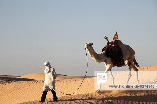 Camel driver in the Sahara desert  near Douz  Kebili  Tunisia  North Africa  Africa