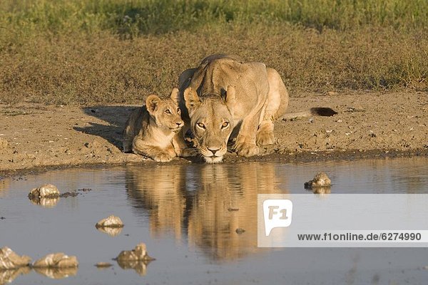 Lioness and cubs (Panthera leo) Kgalagadi Transfrontier Park Northern Cape South Africa Africa
