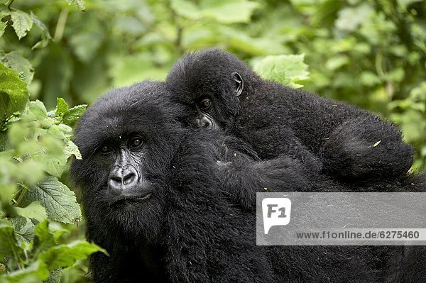 Berg  fahren  Säuglingsalter  Säugling  Erwachsener  Afrika  Gorilla  Ruanda
