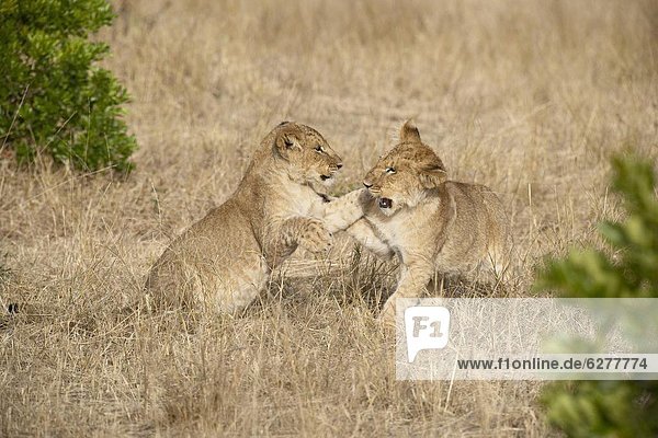 Two lion (Panthera leo) cubs playing Masai Mara National Reserve Kenya East Africa Africa