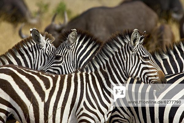 Ostafrika Steppenzebra Equus quagga Masai Mara National Reserve Afrika Kenia Zebra equus burchelli Zebra