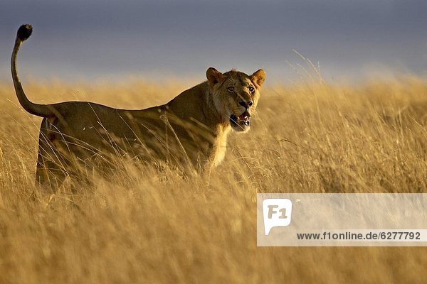 Ostafrika  Raubkatze  Löwe  Panthera leo  Beleuchtung  Licht  früh  jung  Masai Mara National Reserve  Afrika  Kenia  Löwe - Sternzeichen