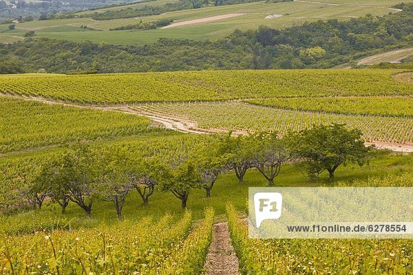 Frankreich Europa Burgund