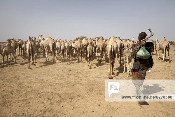 Nomadische Kamel Hirten führen ihrer Herde zu einem Wasserloch im ländlichen Afrika in Somaliland  Nordsomalia