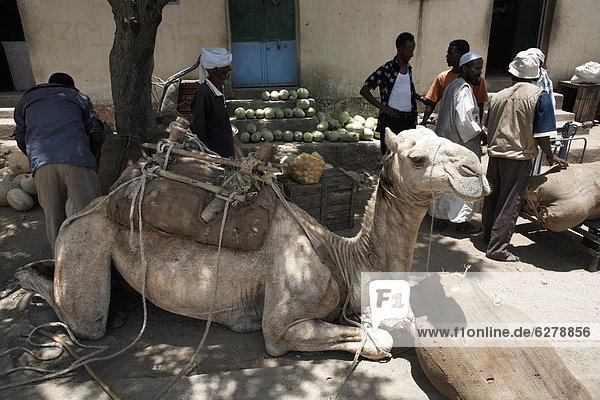 Entspannung  tragen  Stadt  Wassermelone  Afrika  Kamel  Eritrea
