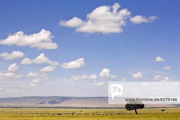 Ostafrika  Pampashase  Dolichotis patagonum  leer  klar  Herde  Herdentier  Büffel  Afrika  Kenia  Masai
