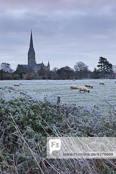 Europa  Winter  Morgen  Großbritannien  Kathedrale  Kälte  England  Salisbury  Wiltshire