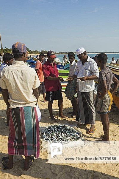 Fisch  Pisces  Frische  Strand  fangen  über  beschäftigt  verhandeln  Asien  Preis  Sri Lanka  Brandung