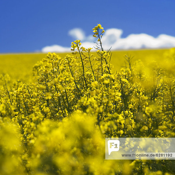 Rapsfeld (Brassica napus) in Limagne  Auvergne  Frankreich  Europa