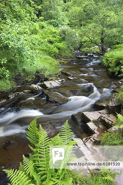 Europa  Sommer  Großbritannien  grün  Fluss  umgeben  Brecon Beacons National Park  Laub  Powys  Wales