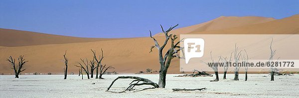 Panoramic view of sand dunes and dead trees  Dead Vlei  Namib Naukluft Park  Namibia  Africa