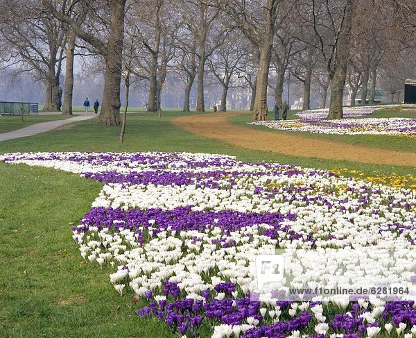 Krokus in der Blume im Frühjahr im Hyde Park  London  England  Großbritannien