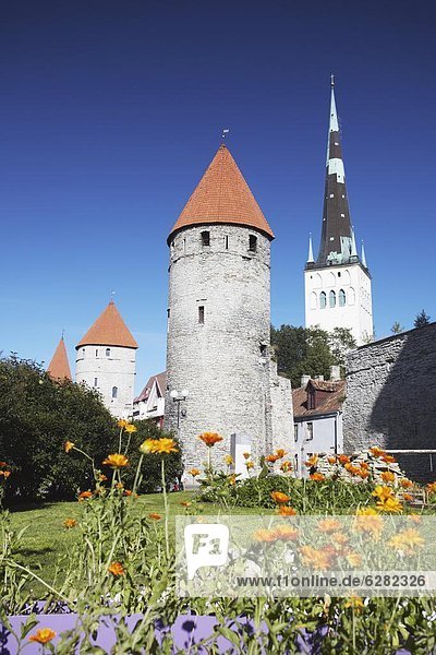 Tallinn  Hauptstadt  Außenaufnahme  Europa  Wand  Stadt  Hintergrund  Kirche  Garten  Estland