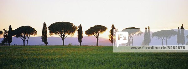 Baum  Sonnenaufgang  Sonnenschirm  Schirm  Kiefer  Pinus sylvestris  Kiefern  Föhren  Pinie  Reihe  Italien  Toskana