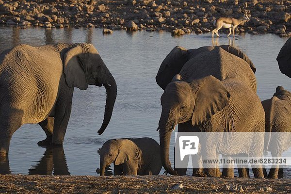 Elefant  Namibia  Etoscha Wildpark  Etosha  Afrika  Wasserstelle
