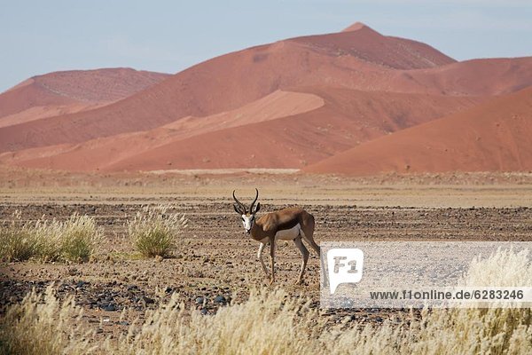 Springbok (Antidorcas marsupialis) in the Namib Desert at Sossusvlei  Namib-Naukluft Park  Namibia  Africa