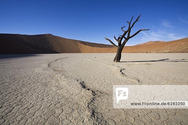 Namibia Namib Namib Naukluft Nationalpark Afrika Dead Vlei Sossusvlei