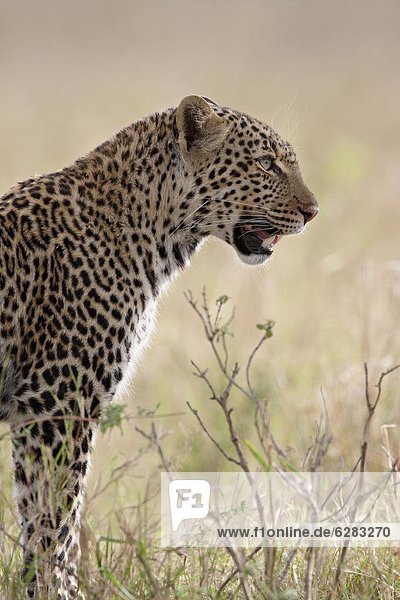 Leopard (Panthera Pardus) Masai Mara National Reserve Kenia Ostafrika Afrika