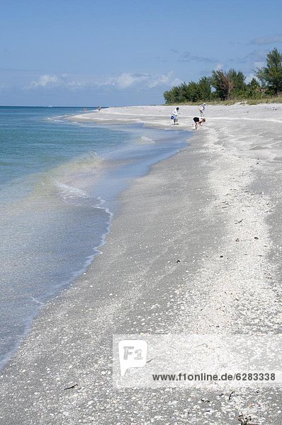 Beach covered in shells  Captiva Island  Gulf Coast  Florida  United States of America  North America