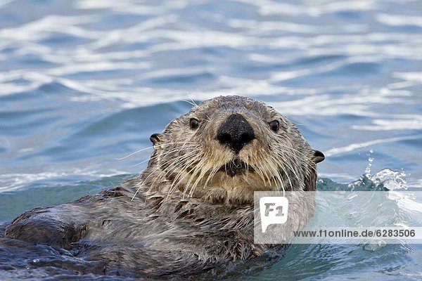 Vereinigte Staaten von Amerika  USA  Otter  Lutrinae  Meer  Nordamerika  Alaska