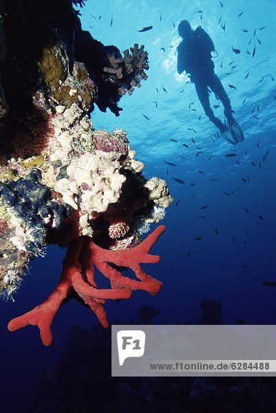 Coral reef and diver  off Sharm el Sheikh  Sinai  Red Sea  Egypt  North Africa  Africa