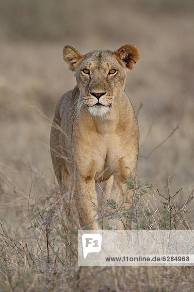 Lioness (Panthera leo)  Samburu National Reserve  Kenya  East Africa  Africa