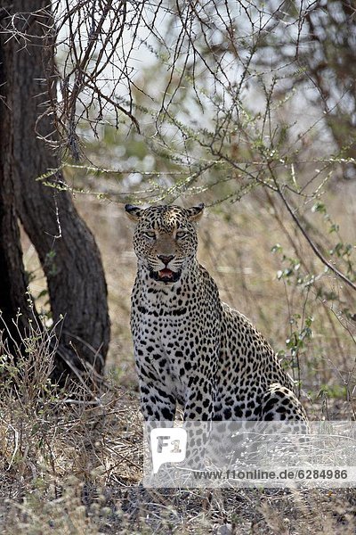 Leopard (Panthera pardus)  Samburu National Reserve  Kenya  East Africa  Africa