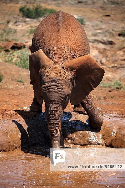 Ostafrika  Nairobi  Hauptstadt  Vertrauen  Elefant  Afrika  Baby  Kenia  Wildtier