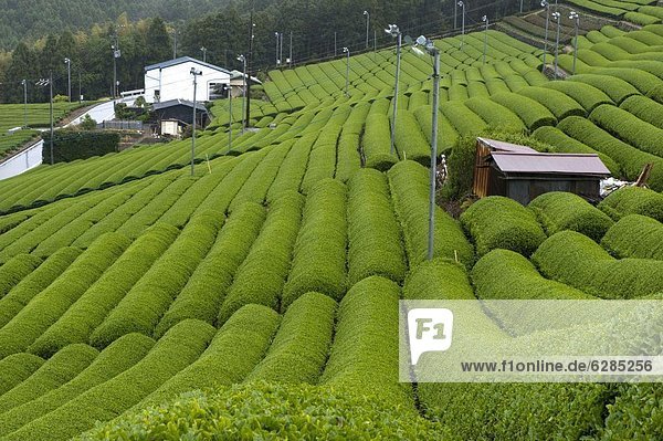 Rows of green tea bushes growing on the Makinohara tea plantations in Shizuoka  Japan