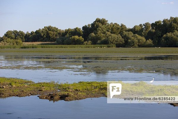 Danube River delta  Romania  Europe