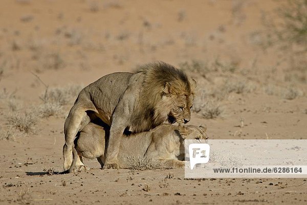 Südliches Afrika Südafrika Nostalgie Kalahari