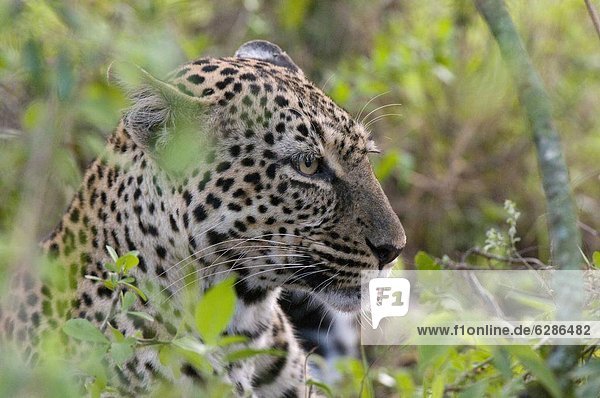 Ostafrika  Impala  Aepyceros melampus  Raubkatze  Leopard  Panthera pardus  töten  Masai Mara National Reserve  Afrika  Kenia