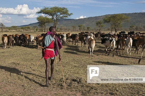 Masai with cattle  Masai Mara  Kenya  East Africa  Africa