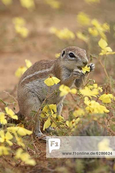 Südliches Afrika  Südafrika  Hörnchen  Sciuridae  gelb  Boden  Fußboden  Fußböden  Nostalgie  Wildblume  essen  essend  isst  Kalahari  Afrika