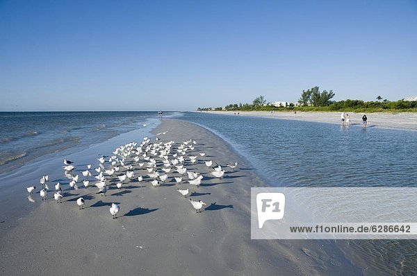 Royal tern birds on beach  Sanibel Island  Gulf Coast  Florida  United States of America  North America