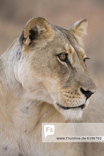 Lioness (Panthera leo) Kgalagadi Transfrontier Park South Africa Africa