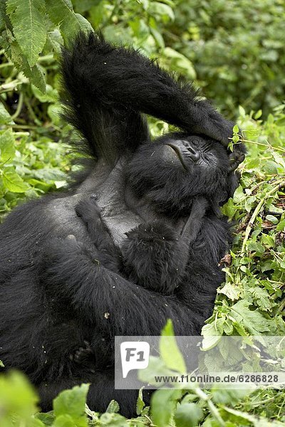 Berg  Säuglingsalter  Säugling  Mutter - Mensch  Afrika  Gorilla  Ruanda