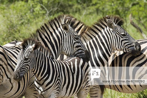 Südliches Afrika Südafrika Spiel reservieren Steppenzebra Equus quagga Hluhluwe-Umfolozi Game Reserve Afrika Zebra equus burchelli Zebra