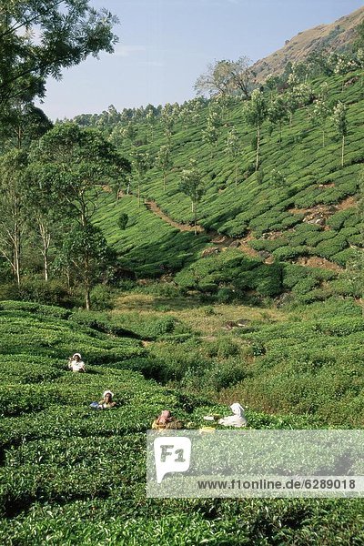 Frau  aufheben  Plantage  Asien  Indien  Tee