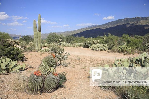 Saguaro cacti and barrel cacti in bloom  Saguaro National Park  Rincon Mountain District  Tucson  Arizona  United States of America  North America