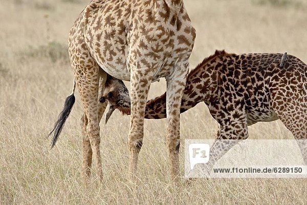 Baby Masai giraffe (Giraffa camelopardalis tippelskirchi) nursing  Masai Mara National Reserve  Kenya  East Africa  Africa