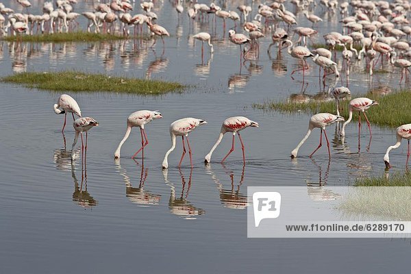 Ostafrika  klein  See  Flamingo  Afrika  füttern  Kenia  Nakuru