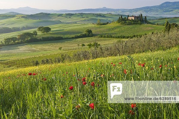 zeigen  rollen  Europa  Ländliches Motiv  ländliche Motive  Morgendämmerung  Ansicht  UNESCO-Welterbe  Toskana  Italien