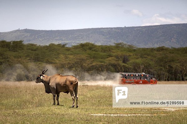Tourists speed past an eland antelope at Lake Nakuru National Park  Kenya  East Africa  Africa