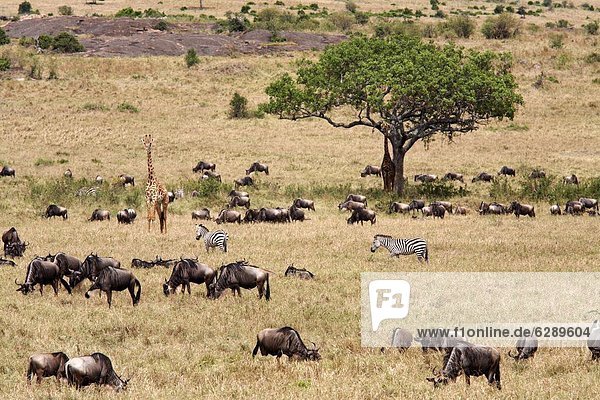 Ostafrika  Pampashase  Dolichotis patagonum  Fülle  Naturschutzgebiet  Afrika  Kenia  Masai  Wildtier